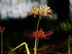 -白塘生态植物园