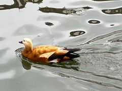 -宗角禄康公园