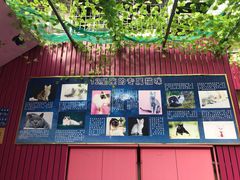 -猫咪博物馆(顶澳仔猫街店)