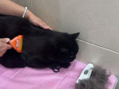 -北京观赏动物医院·24小时大型综合·猫专科·异宠专科