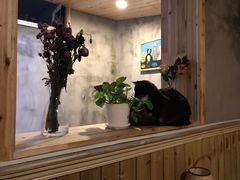 -猫色咖啡·猫咖
