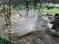 -吉隆坡雀鸟公园