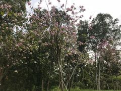 -火炉山森林公园