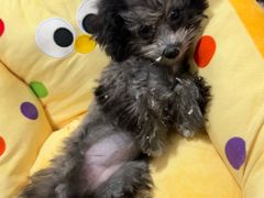 -翊宠yipet猫狗购宠庄园犬舍•猫舍