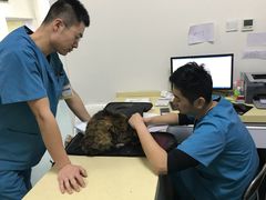 -美联众合爱康动物医院•复杂内科•肿瘤科•牙科•腔镜诊疗中心