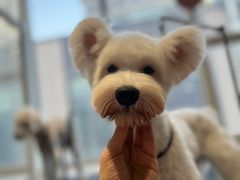 -爱宠屋pet shop·宠物洗澡·宠物美容