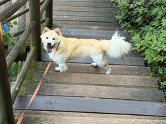 -天目山大树王景区