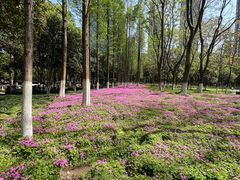 -后襄河公园