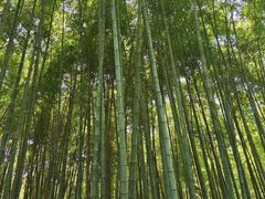 -杭州植物园