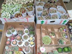 -循礼门鲜花花市(武汉循礼门店)