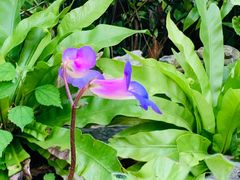 -深圳仙湖植物园