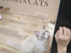 -袖虎·猫馆(体育西路店)