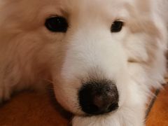 -more than meow吴止猫主题餐厅(承德 中船汇店)