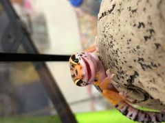 -钓仓鼠(洋桥北里小区店)