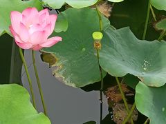 -莲花池公园