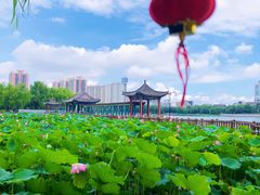 -莲花池公园