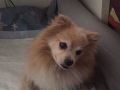 -康乐宝动物医院