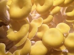 -初味原日本料理