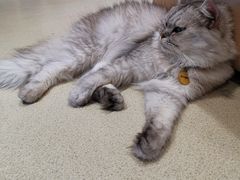 -藏猫猫咖啡主题馆(中央大道店)