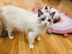 -momokira米努特·德文卷毛猫·棉花面纱犬