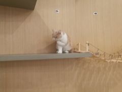 -飞行喵MR PILOT|猫舍·猫咖(静安大融城店)