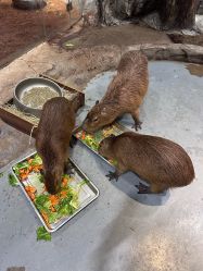 -Zoolung Zoolung动物主题公园(海信广场店)