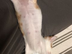 -暖阳宠物医院·犬猫康复中心·骨科