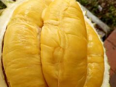 榴莲-都念榴莲·城市榴莲