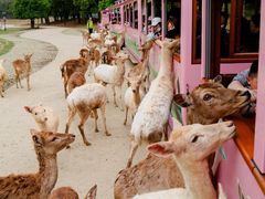 -常州淹城野生动物世界