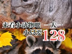 -MR.ZOO小小动物元室内动物园(沈阳沈河盛京中心)