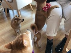 -柴犬小屋·柴餐厅·狗咖食堂(金鼎广场店)