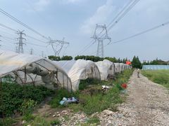 -喜杨洋草莓采摘园