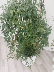 -HEYAN荷妍专业脱毛连锁机构