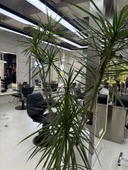 -HaLo hair studio