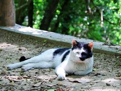 -上海佘山国家森林公园天马山园