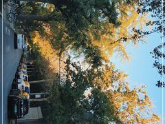 -三里屯东五街银杏大道