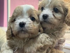 -翊宠yipet猫狗购宠庄园犬舍•猫舍