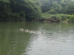 -海珠湖公园