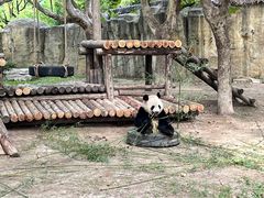 -上海野生动物园
