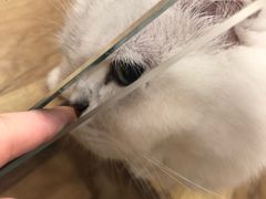 -袖虎·猫馆(体育西路店)