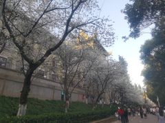 -武汉大学-樱园
