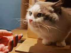 -遇见羊驼·奶狗咖·布偶猫咖·法斗柯基柴犬阿拉斯加(春熙路太古里IFS店)