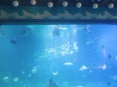 -烟台海昌鲸鲨海洋公园