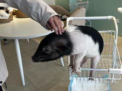 -怪兽屋·羊驼·猫咖·狗咖(俊华广场店)