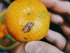 -百果园PAGODA(西四地铁站店)