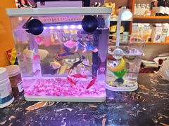 -老渔翁炖鱼坊(黄海西路东山店)