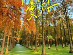 -渌洋湖湿地公园