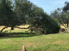 -威勒比开放式动物园