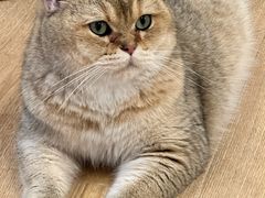 -有喵·猫咖·狗咖·30几只猫10只小狗(岗厦店)