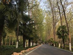 -合肥滨湖国家森林公园